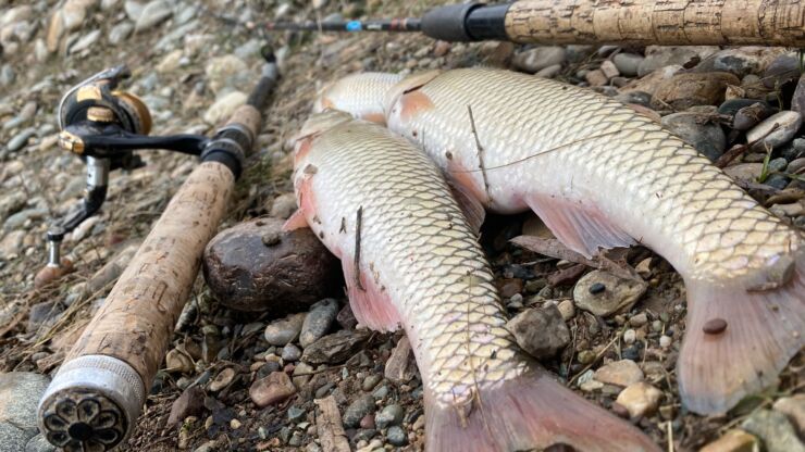 Do Fish Bite Better in the Rain? Exploring the Impact of Rainy Weather on Fishing