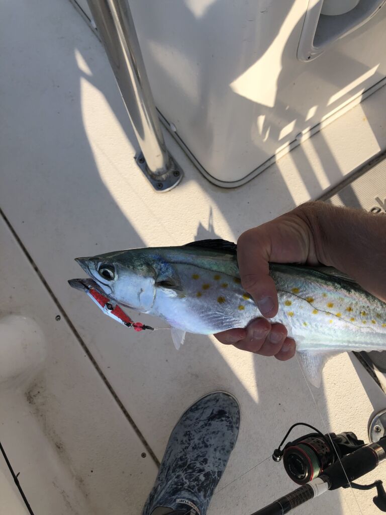 Spanish Mackerel fish lure