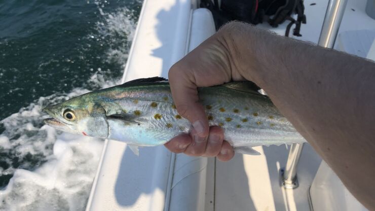 Spanish Mackerel Fishing: Tips and Tricks to Catch More and Bigger Spanish Mackerel