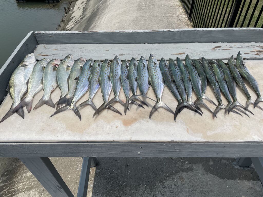 Spanish Mackerel catch