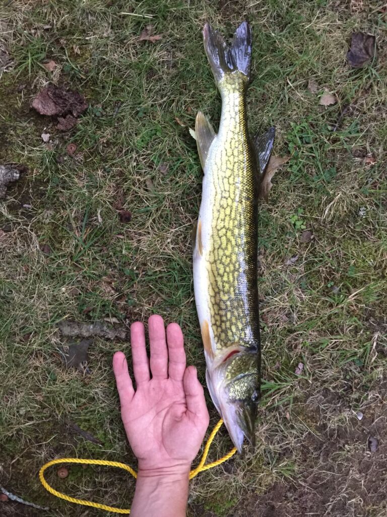 Pike season in Michigan