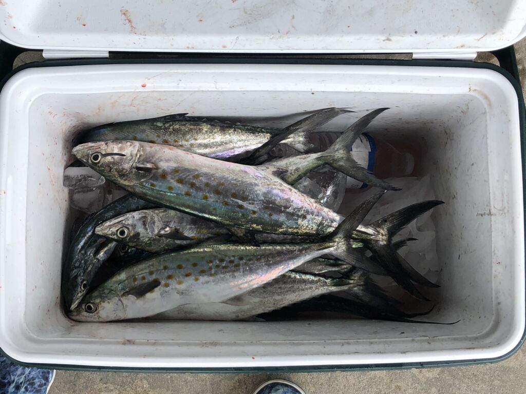 Spanish Mackerel fishing season