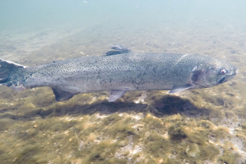 Michigan trout season