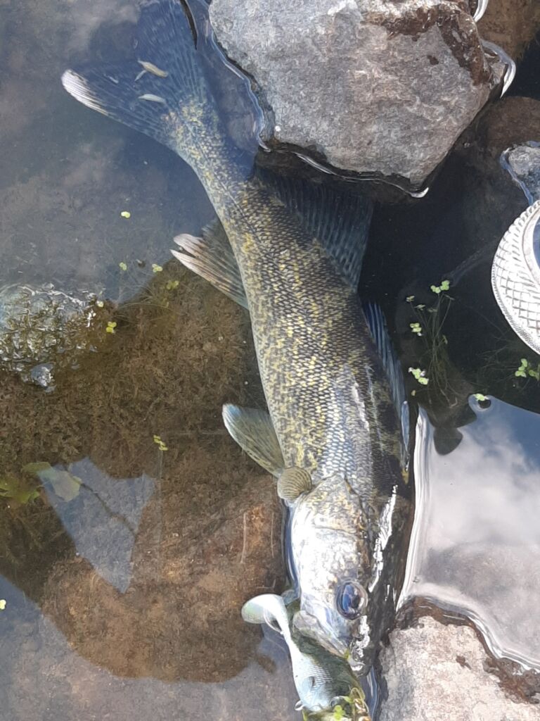 Walleye season in Michigan