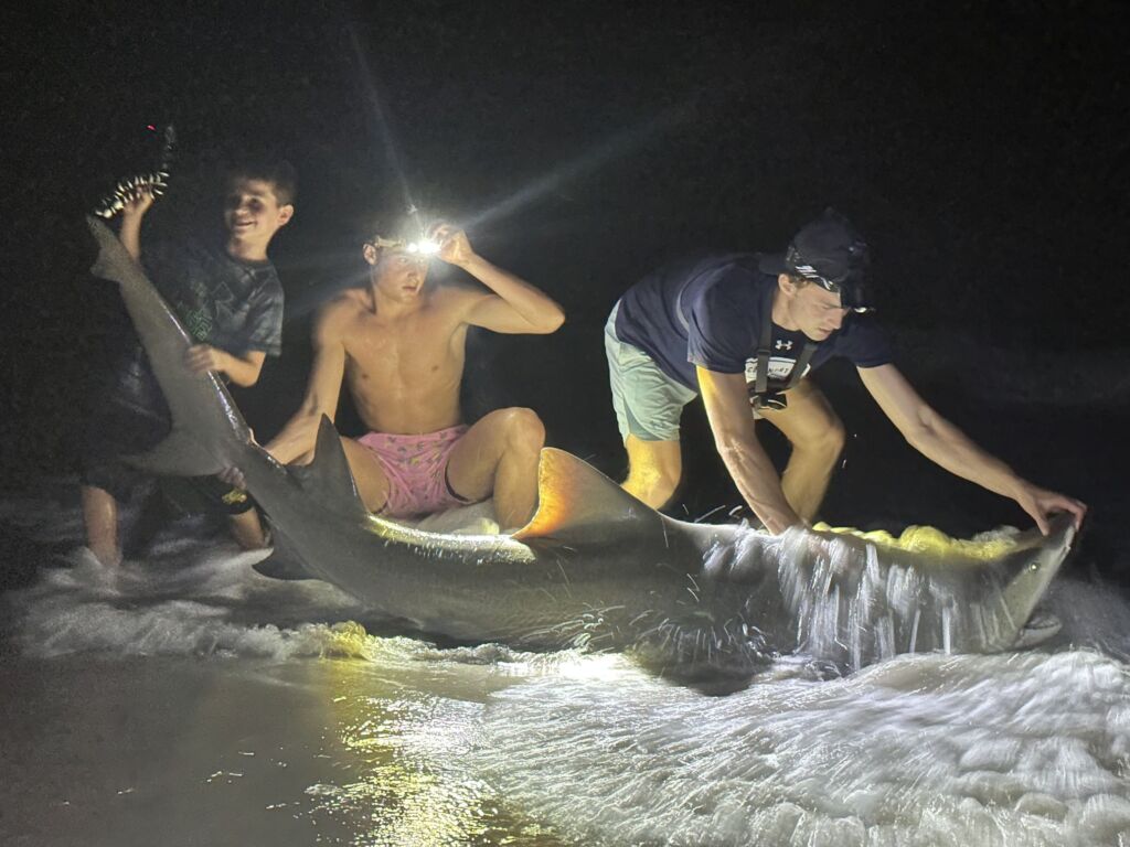 A big shark caught at the seaside