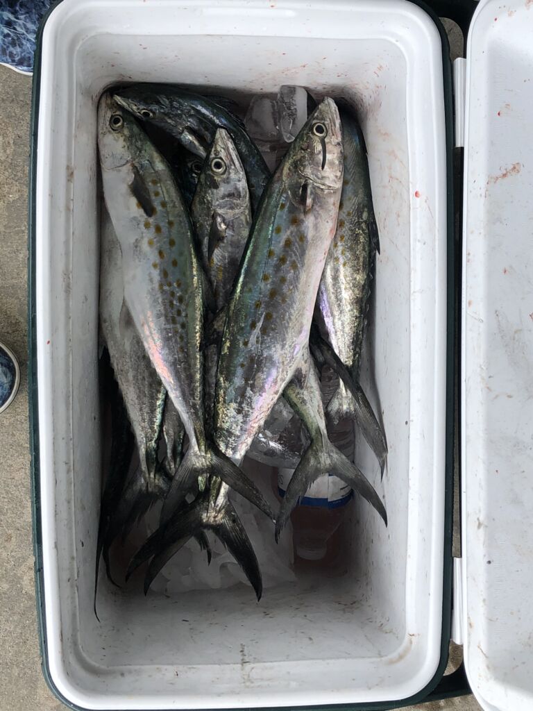 Spanish Mackerel in a box