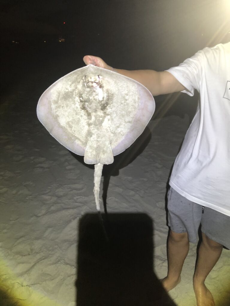 Stingray bait in hand