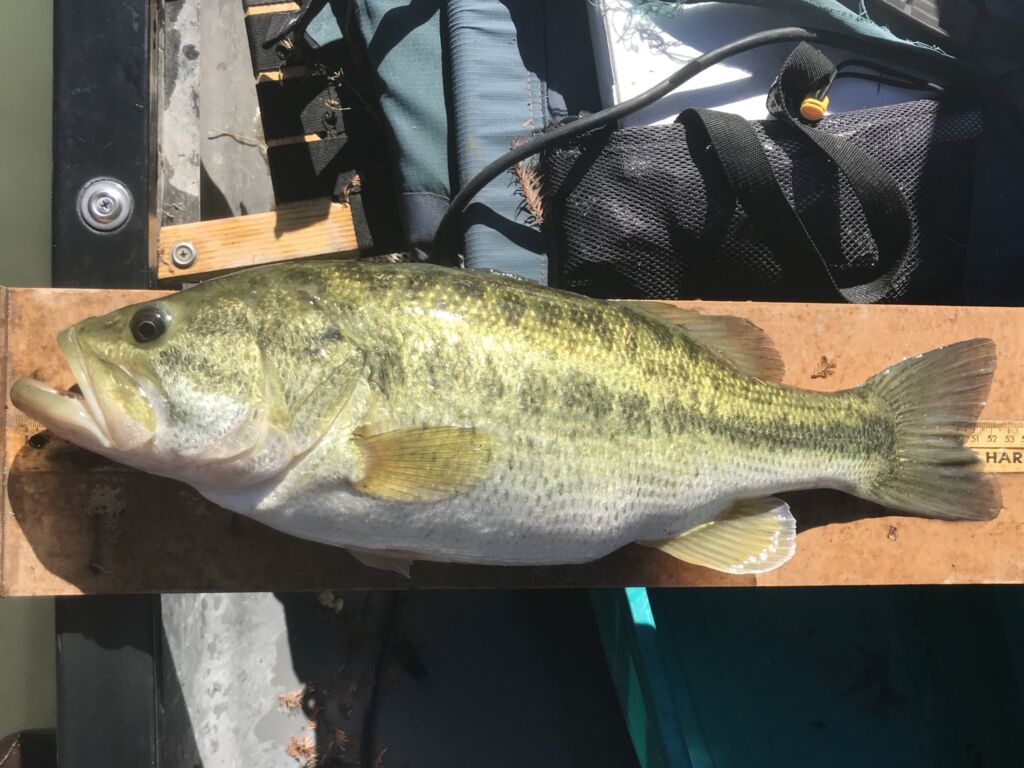 Largemouth bass bait