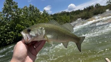 The Best Bait and Lures for Largemouth Bass Fishing