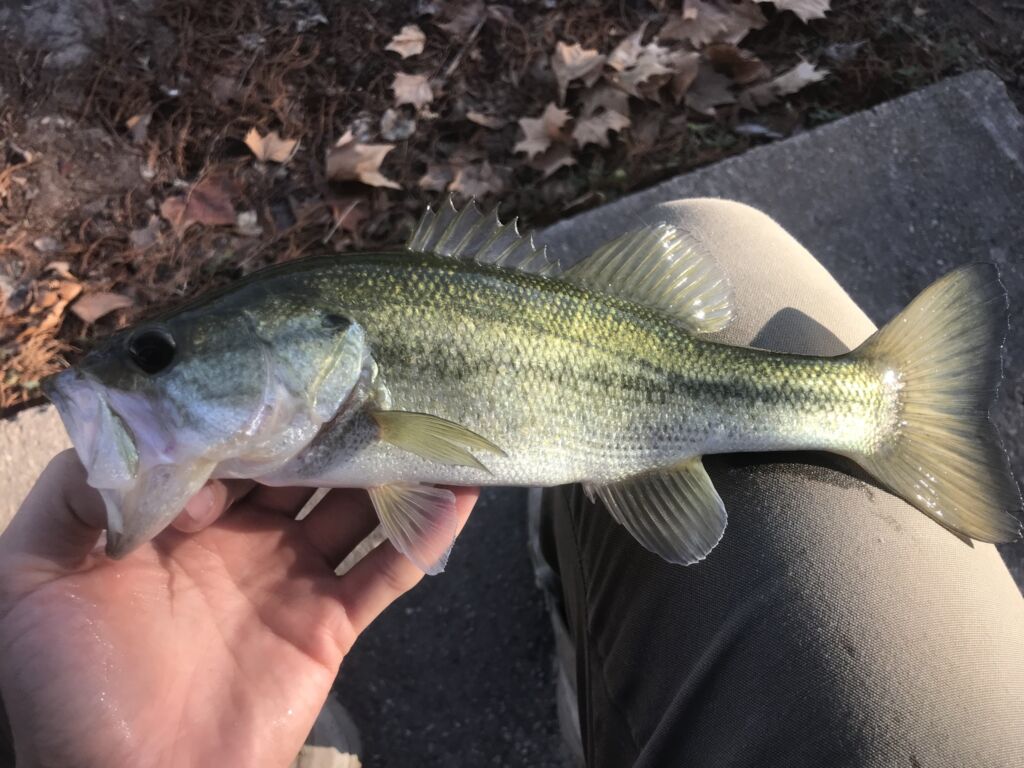 Largemouth bass season