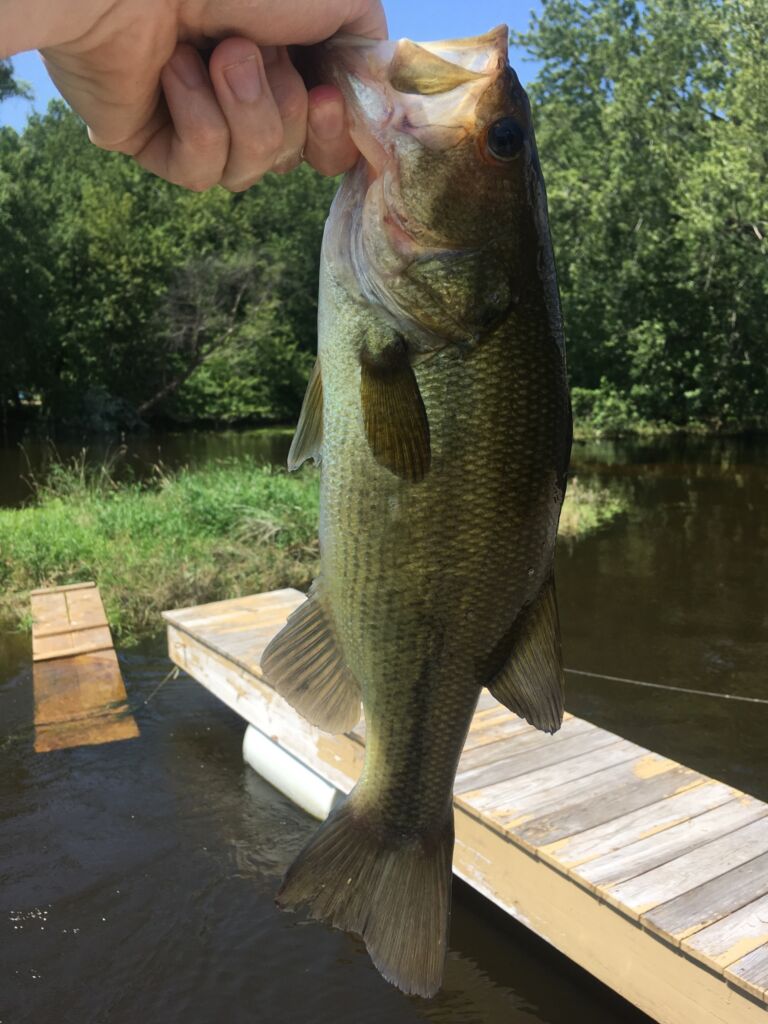 Largemouth bass