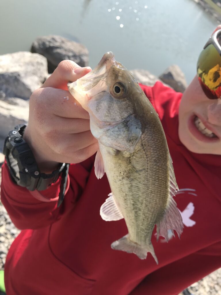 Close-up of a largemouth bass