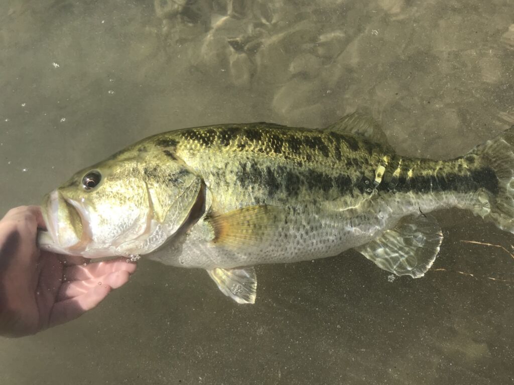 Largemouth bass