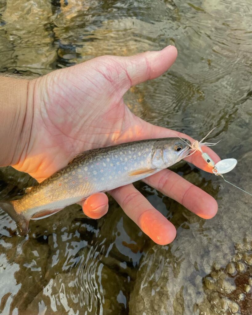 River trout fishing