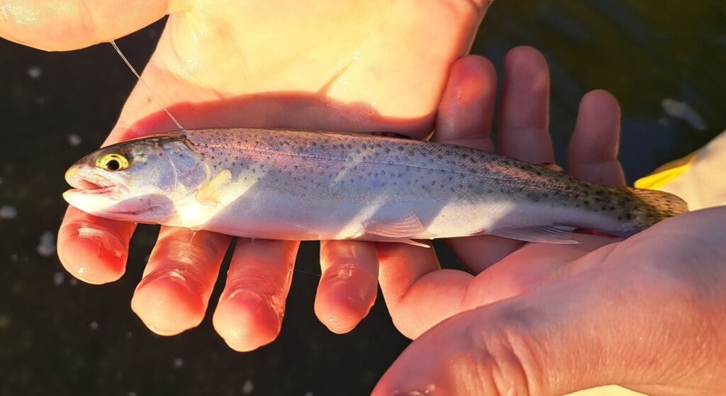 Hands holding caught rainbow trout