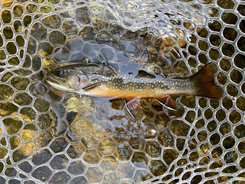 Trout fishing setups