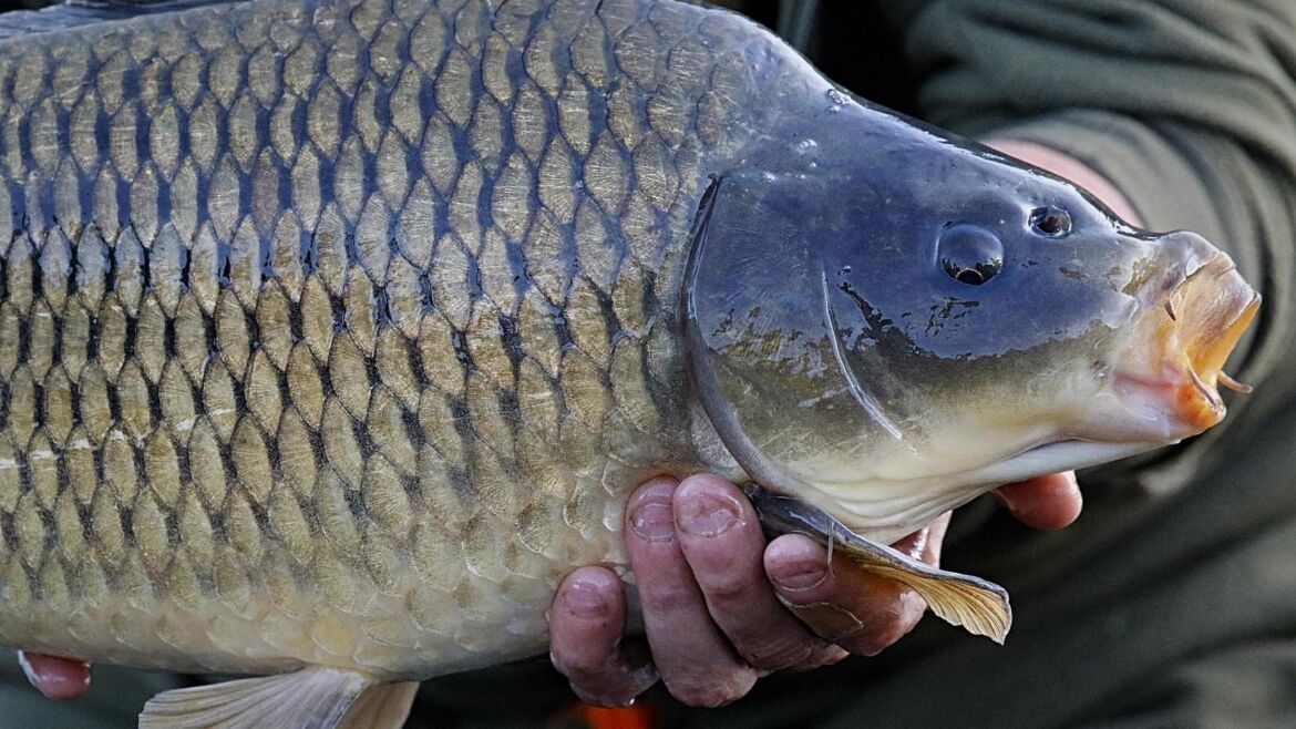 How to Catch Carp: A Comprehensive Guide