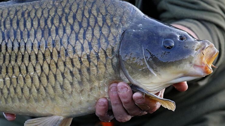 How to Catch Carp: A Comprehensive Guide