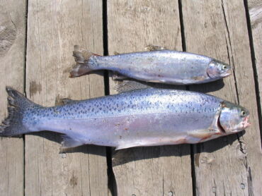 How to Catch Rainbow Trout – A Comprehensive Guide