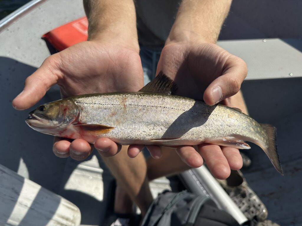 How to fish rainbow trout