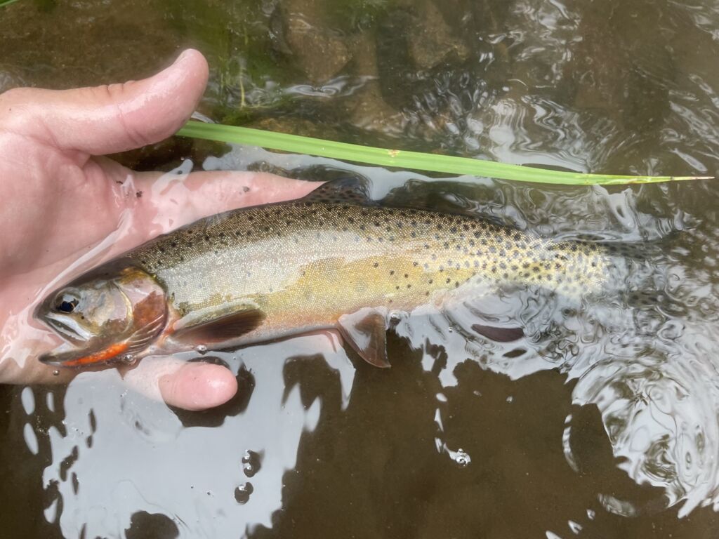 Catching trout