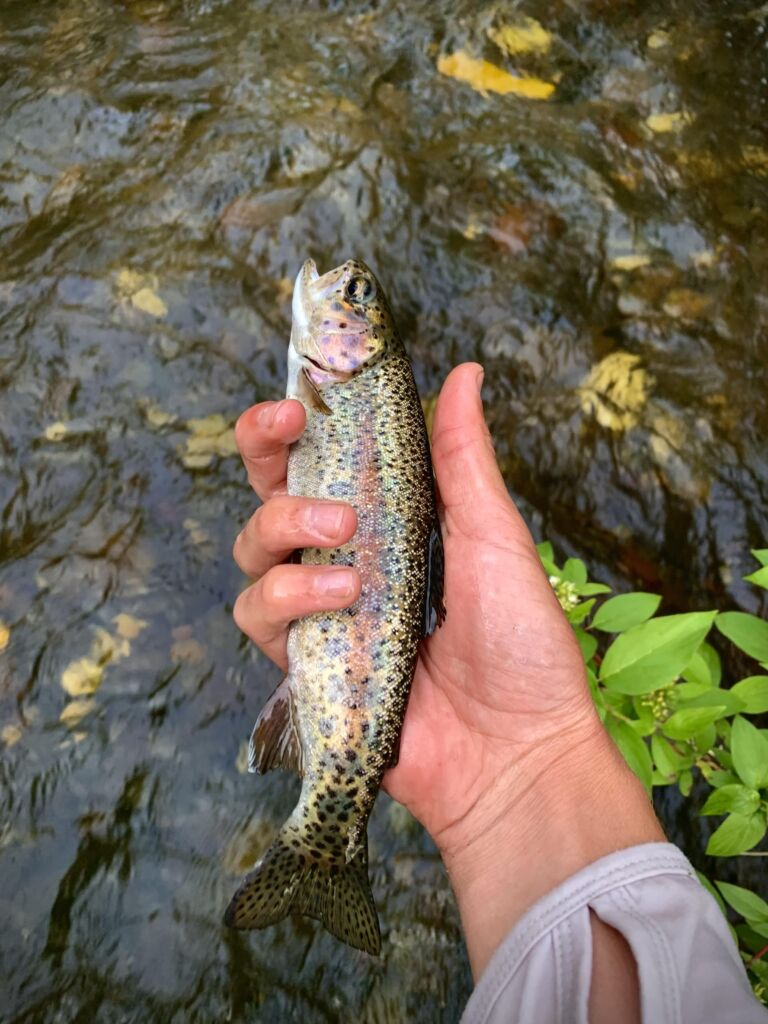 Trout setup