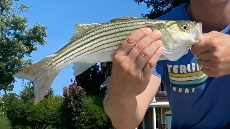 The Best Bait for Striped Bass: Your Ultimate Guide to Catching Stripers