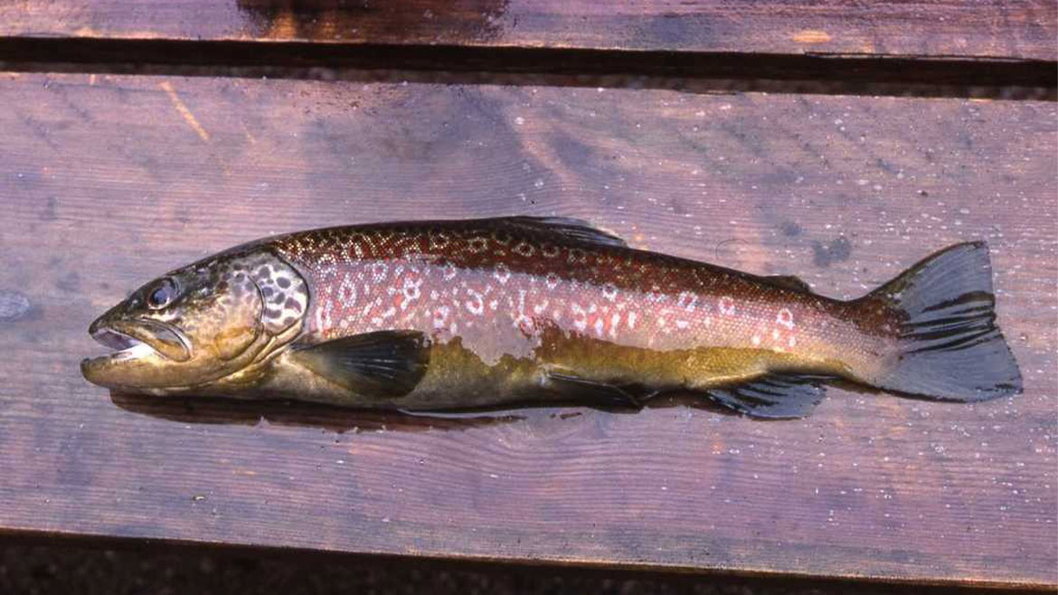 The Best Trout Lures: A Comprehensive Guide