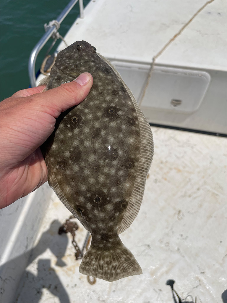 Catching flounder with shrimp bait