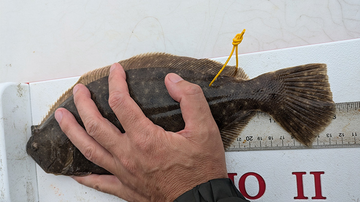 Fluke vs Flounder: All You Need to Know