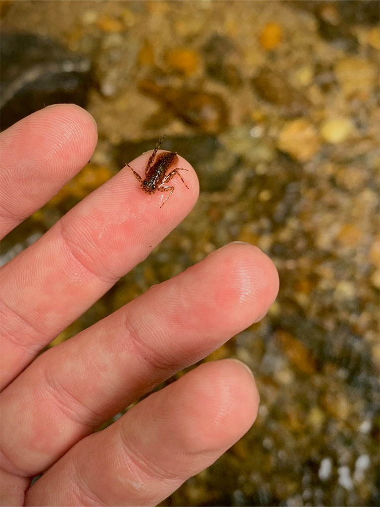 How to fly fish for trout