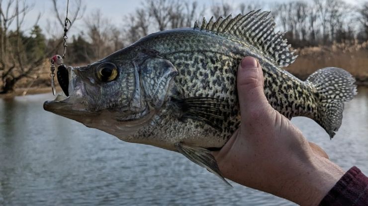 Fishing in the Mississippi River: Map, Species, and Top Spots