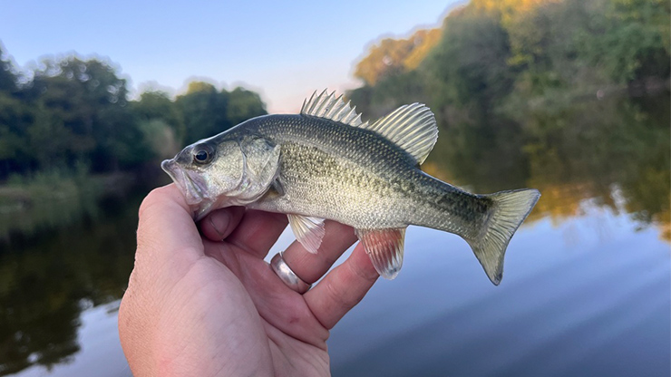 Smallmouth vs. Largemouth Bass: A Simple Guide