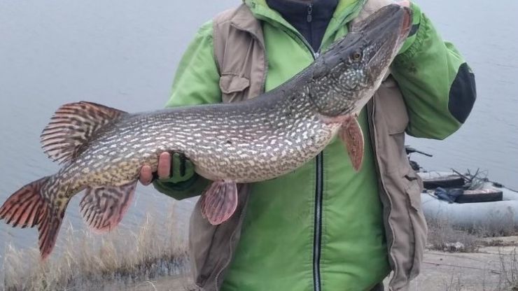 The Ultimate Guide to the Best Bait for Northern Pike