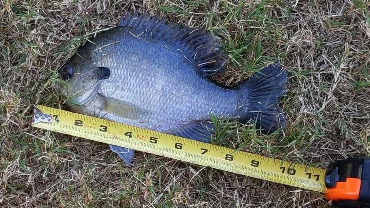 The Ultimate Guide to Catching Bluegill: Timing, Gear and Pro Tips